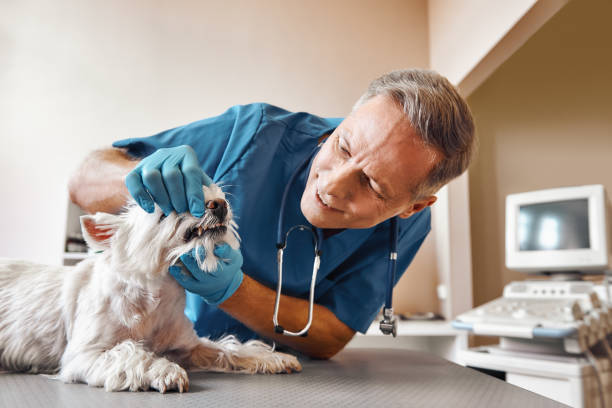 Best Emergency Root Canal Therapy in Okanogan, WA